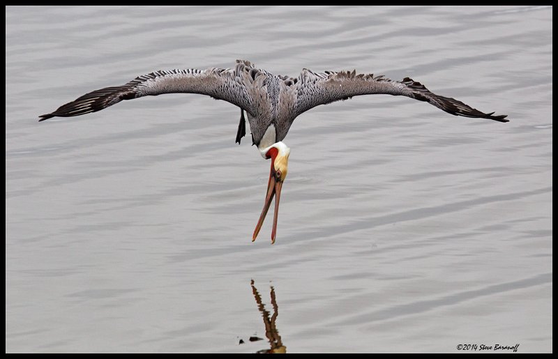 _4SB9532 brown pelican diving.jpg